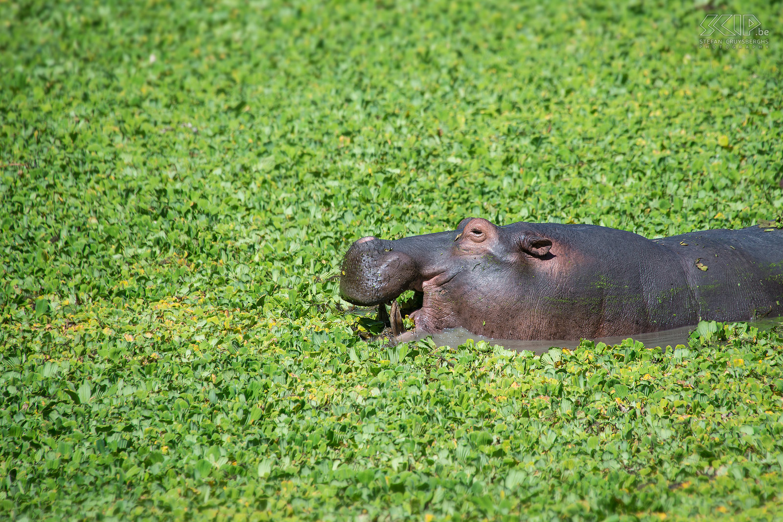 South Luangwa - Nijlpaard tussen nijlsla Een nijlpaard rustig knabbelend op de nijlsla in een van de plassen in South Luangwa. Er leven zo’n vijftig nijlpaarden per kilometer in de Luangwa rivier. Stefan Cruysberghs